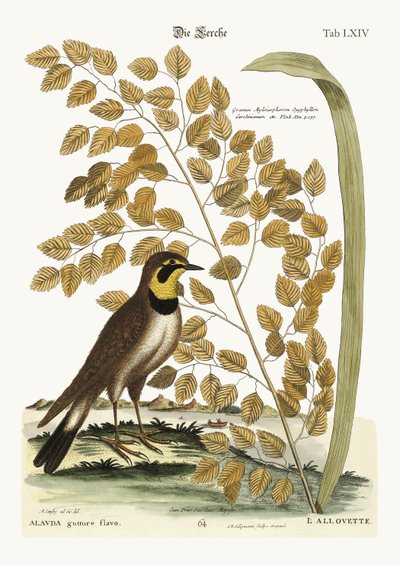 The Lark by Mark Catesby